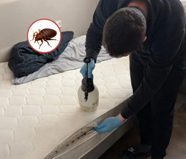 Technicien traitant un matelas contre les punaises de lit à Fontenay-aux-Roses